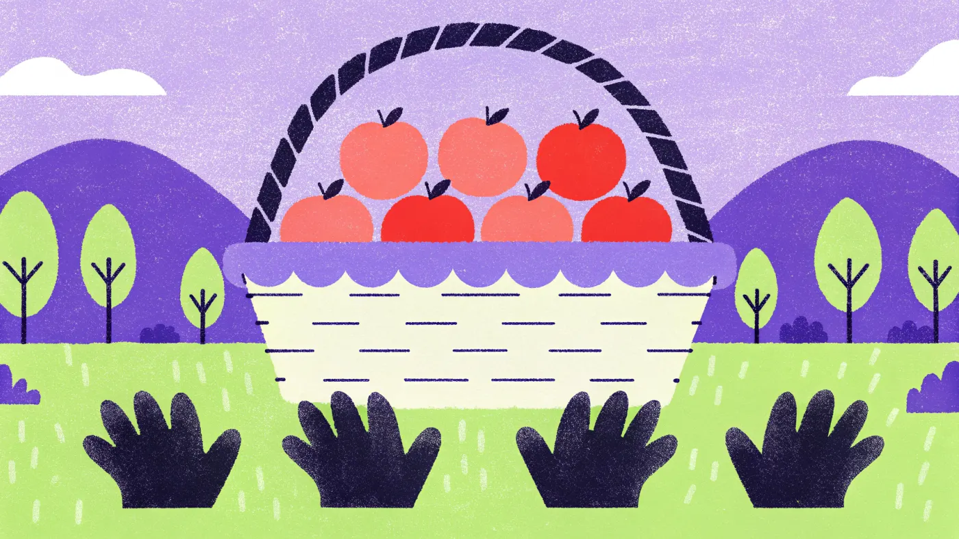Een working holiday: fruit plukken in Australië betaalt in 2026 minstens 26,44 Australische dollar per uur Een mand met geplukte appels en werkhandschoenen in een boomgaard